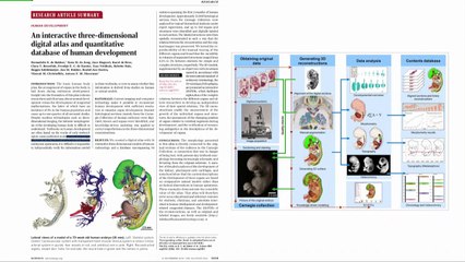 Les 10 publications marquantes en imagerie fœtale