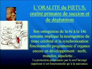 Embryologie utile aux échographistes et ontogénèse de l’oralité.