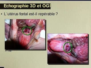Les ambiguïtés sexuelles