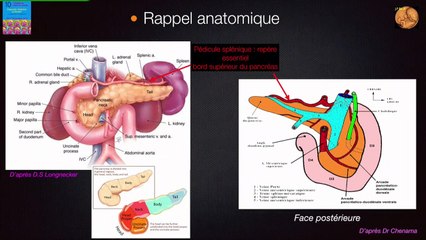 Pancréas : comment ? Pourquoi ?
