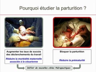 RÔLE DES MEMBRANES DANS LE DÉCLENCHEMENT DU TRAVAIL