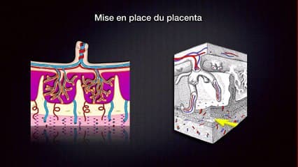 Les aspects inhabituels du placenta.