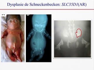 os longs courts : comment raisonne le généticien ?