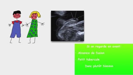 Caractéristiques des OGE