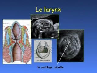 Imagerie normale de la langue, du pharynx et du larynx