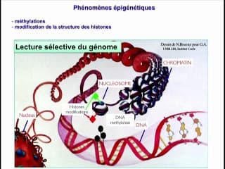 Obésité et diagnostic anténatal : Effet de l'obésité sur la descendance apport de la recherche animal
