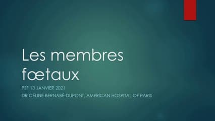 Les membres fœtaux, topo et livescan