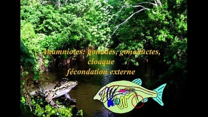 anomalies des organes génitaux embryologie