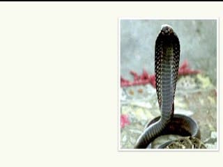 Bilan du dépistage de la T21