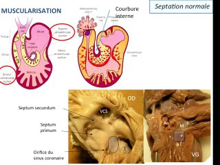 CAV embryologie