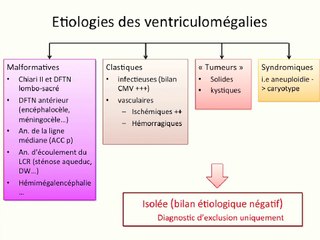 Nouvelle approche structurée des ventriculomégalies « isolées »