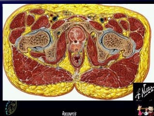 Os pubien et extrophie vésicale