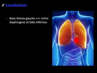 Promenades au sein du poumon foetal