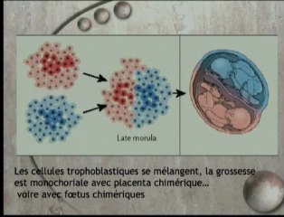 Chimères et DAN