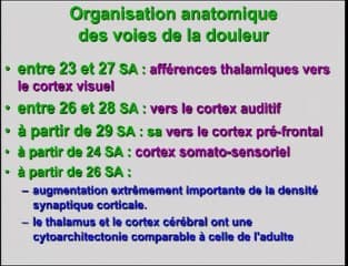 Mise en place des voies de la douleur chez le fœtus