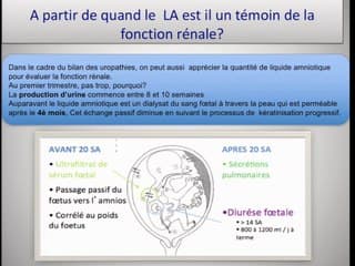 Uropathies : Echographie de dépistage et diagnostic