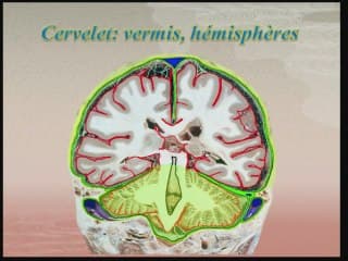 anatomie de la fosse posterieure