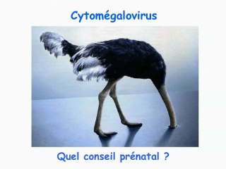 Conséquences des pathologies infectieuses au premier trimestre et sur les biométries et annexes