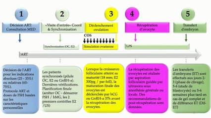 Les différents protocoles agoniste et antagoniste